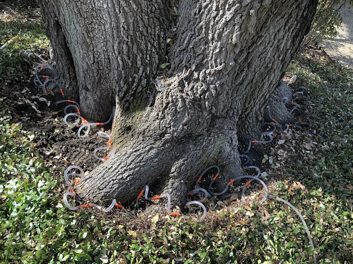 Detailed Tree Cabling and Bracing job site in Strafford