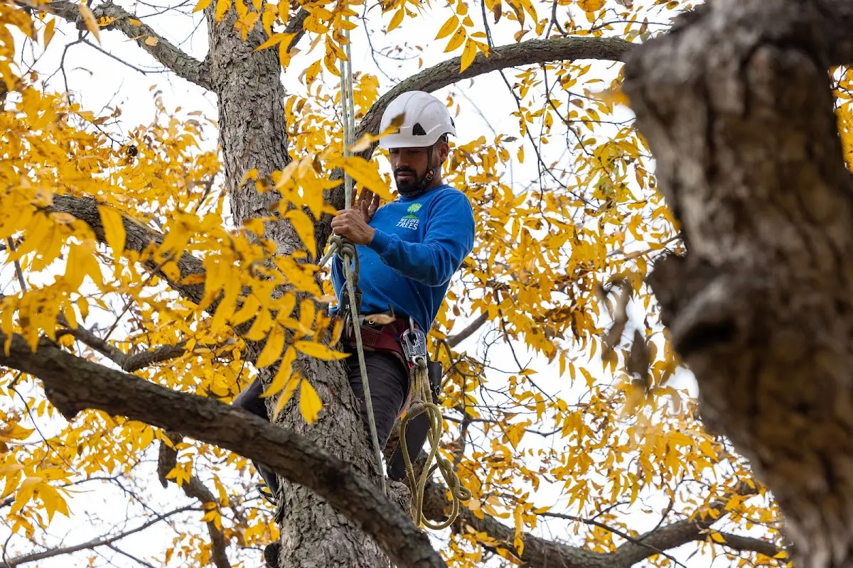 Skilled Tree Transplanting crew working in Strafford
